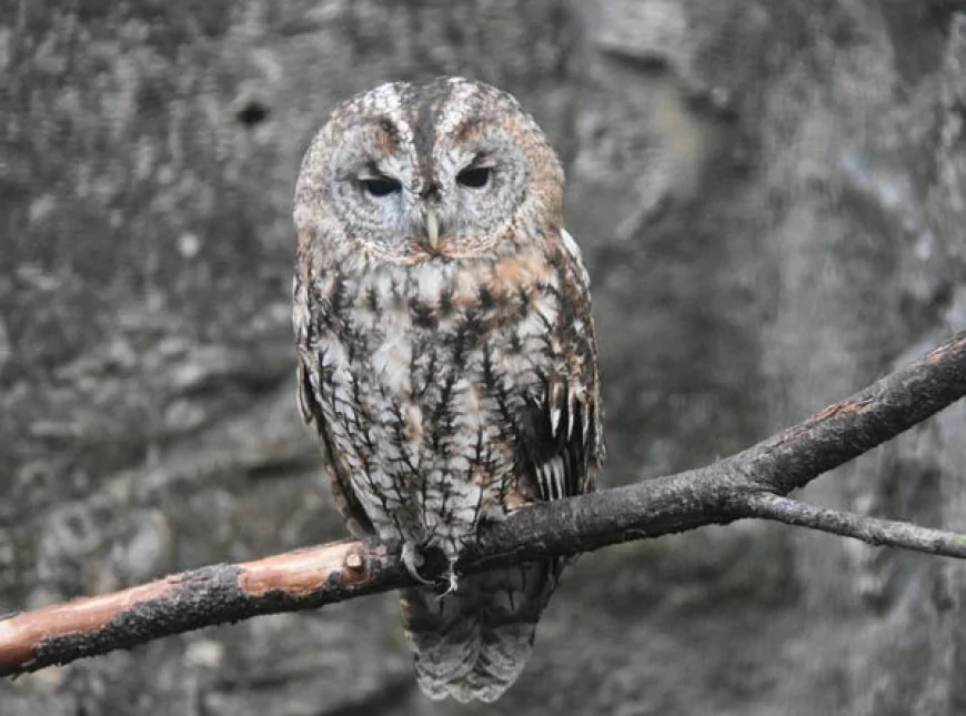 Alaca Baykuş (Strix aluco)