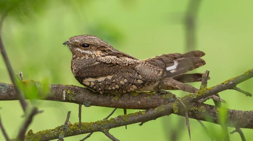 Çobanaldatan (Caprimulgus europaeus)