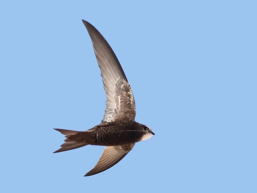 Ebabil (Apus apus)