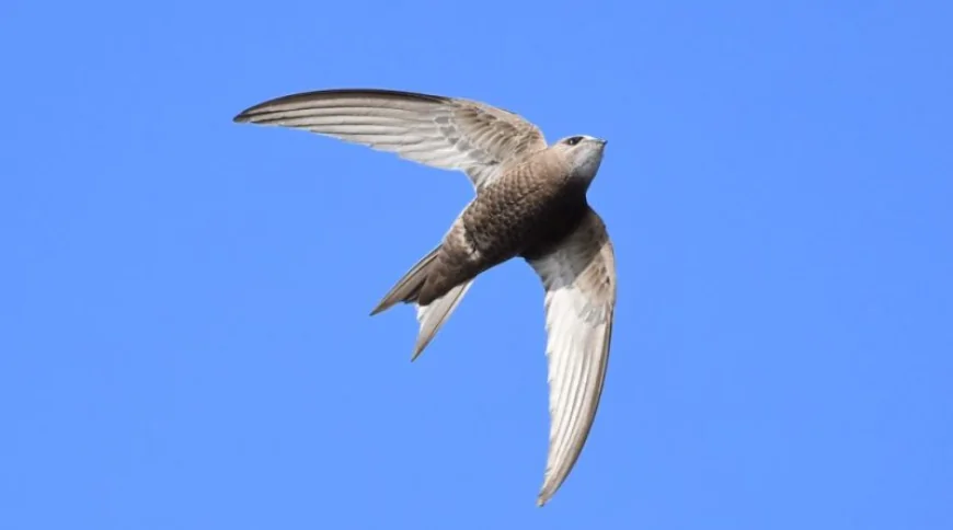 Boz Ebabil (Apus pallidus)