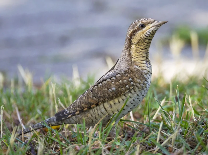 Boyunburan (Jynx torquilla)