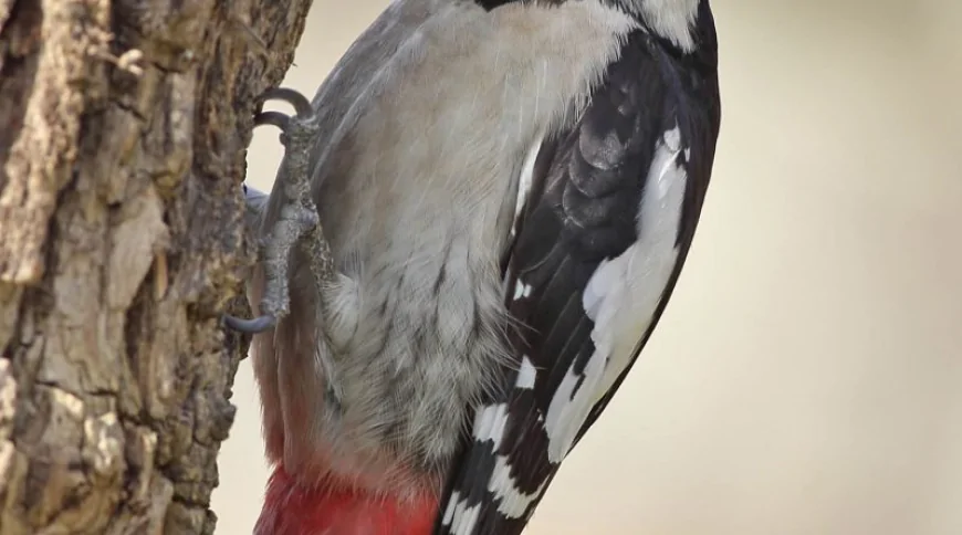 Alaca Ağaçkakan (Dendrocopos syriacus)