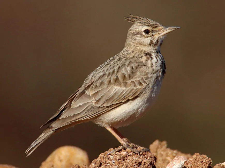 Tepeli Toygar (Galerida cristata)