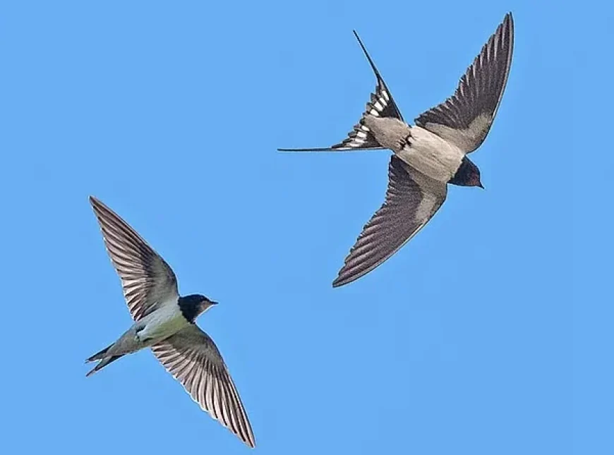Kır Kırlangıcı (Hirundo rustica)