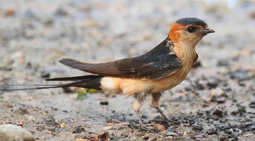 Kızıl Kırlangıç (Hirundo daurica)