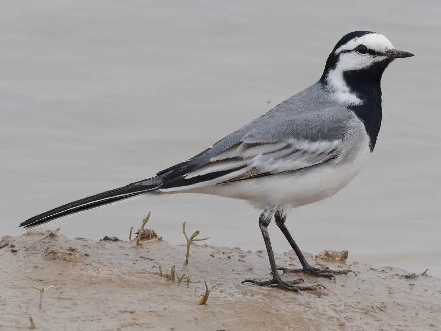 Akkuyruksallayan (Motacilla alba)