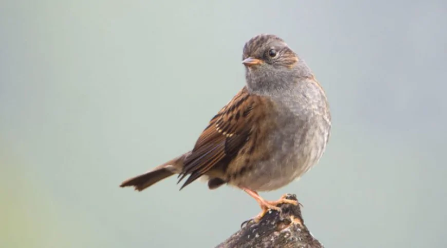 Dağ bülbülü (Prunella modularis)