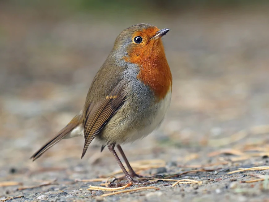 Kızılgerdan (Erithacus rubecula)