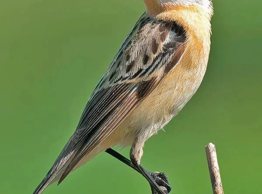 Çayır Taşkuşu (Saxicola rubetra)