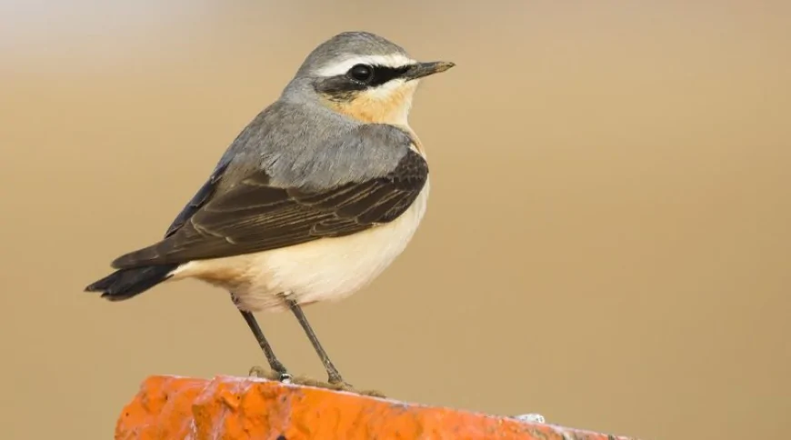 Kuyrukkakan (Oenanthe oenanthe)