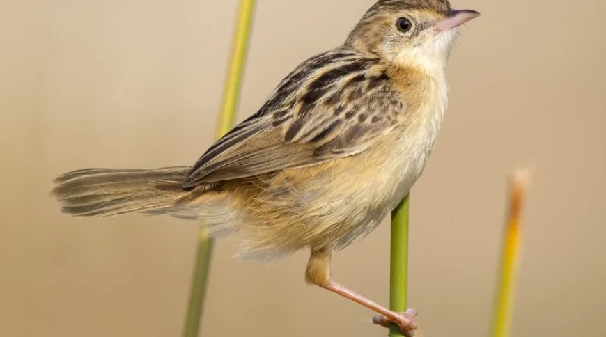 Yelpazekuyruk (Cisticola juncidis)