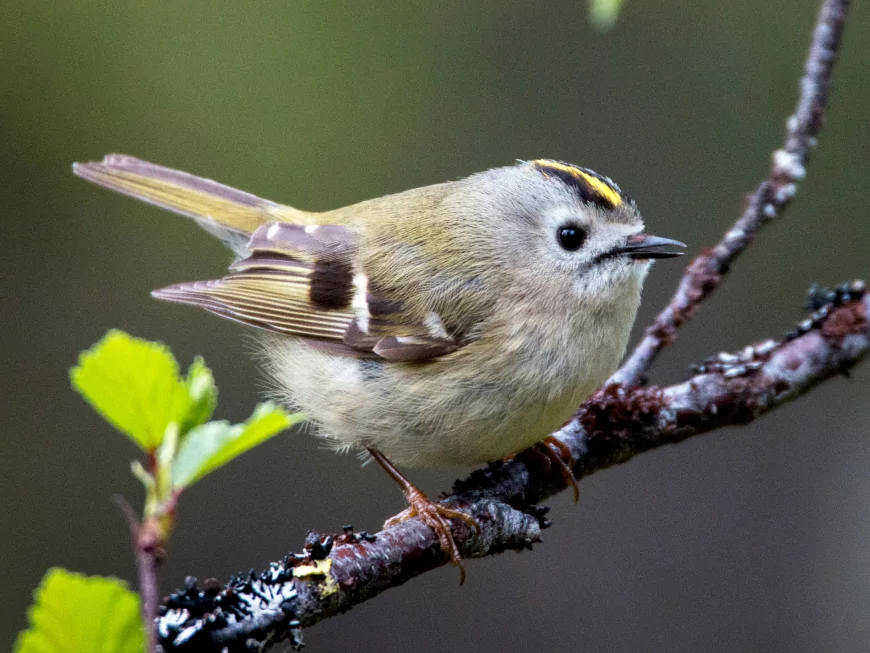 Çalı Kuşu (Regulus regulus)