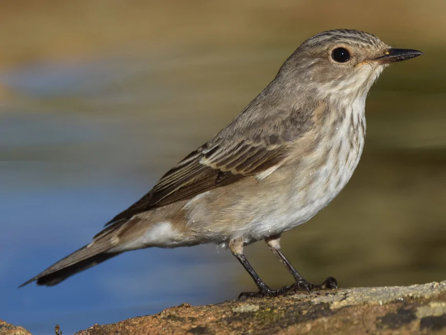 Benekli Sinekkapan (Muscicapa striata)