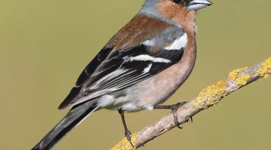 Bayağı İspinoz (Fringilla coelebs)