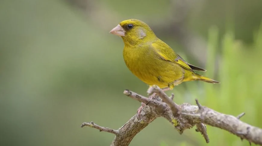 Florya (Chloris chloris)