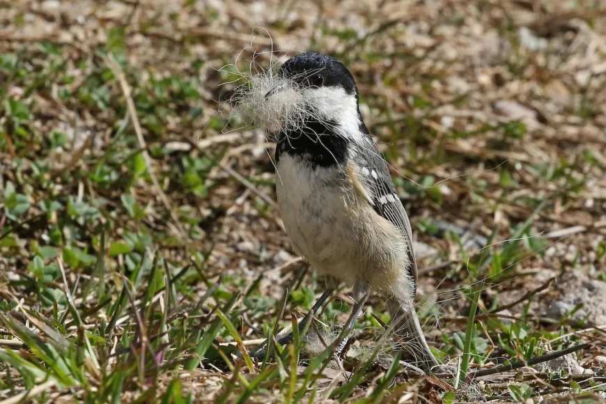 Çam Baştankarası (Parus ater)
