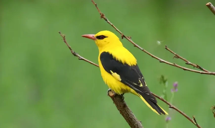 Bayağı sarıasma (Oriolus oriolus)