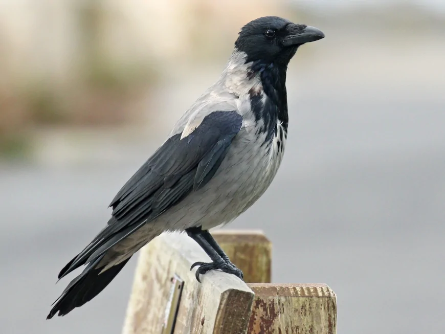 Leş Kargası (Corvus corone)