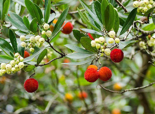 Arbutus_unedo,