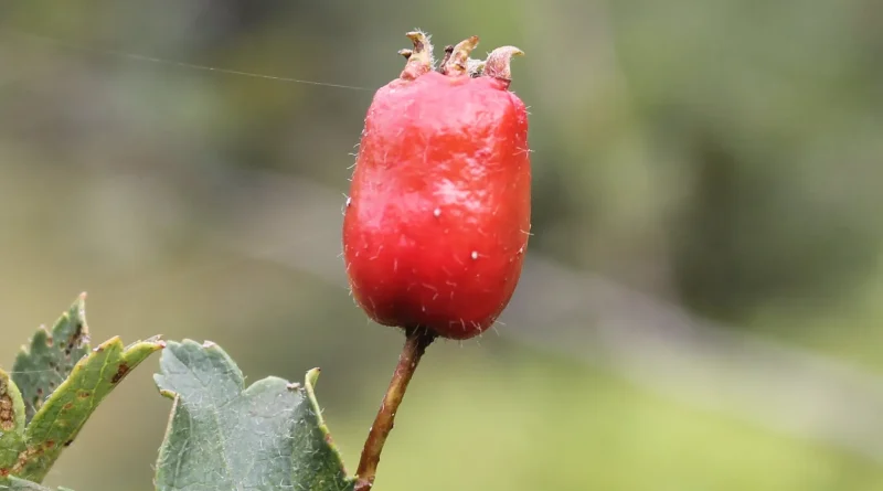 Kocakarı_Armudu,