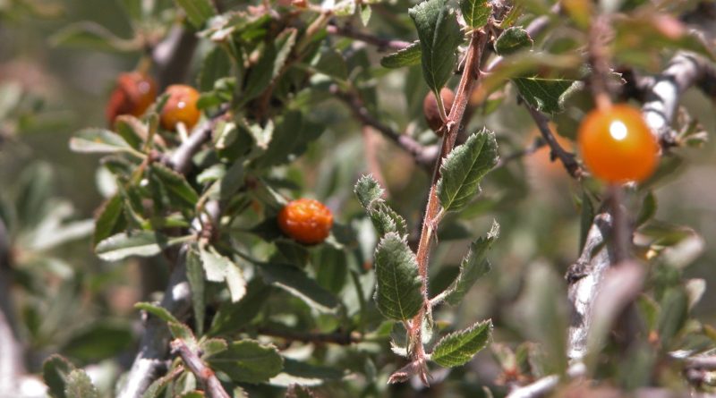 kuş_kirazı