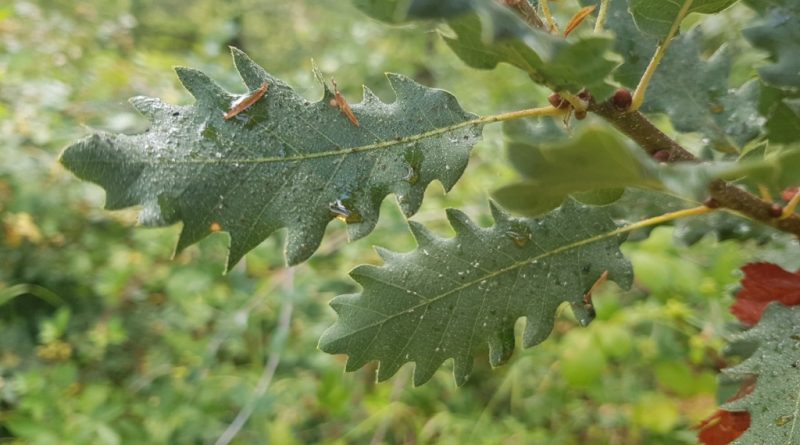 Mazı_Meşesi,