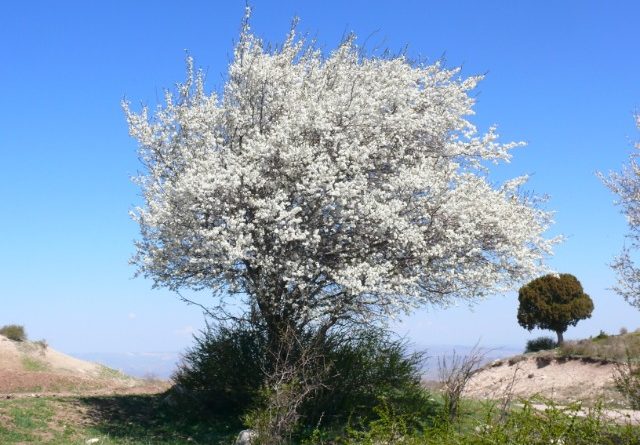 Yunus_Eriği,