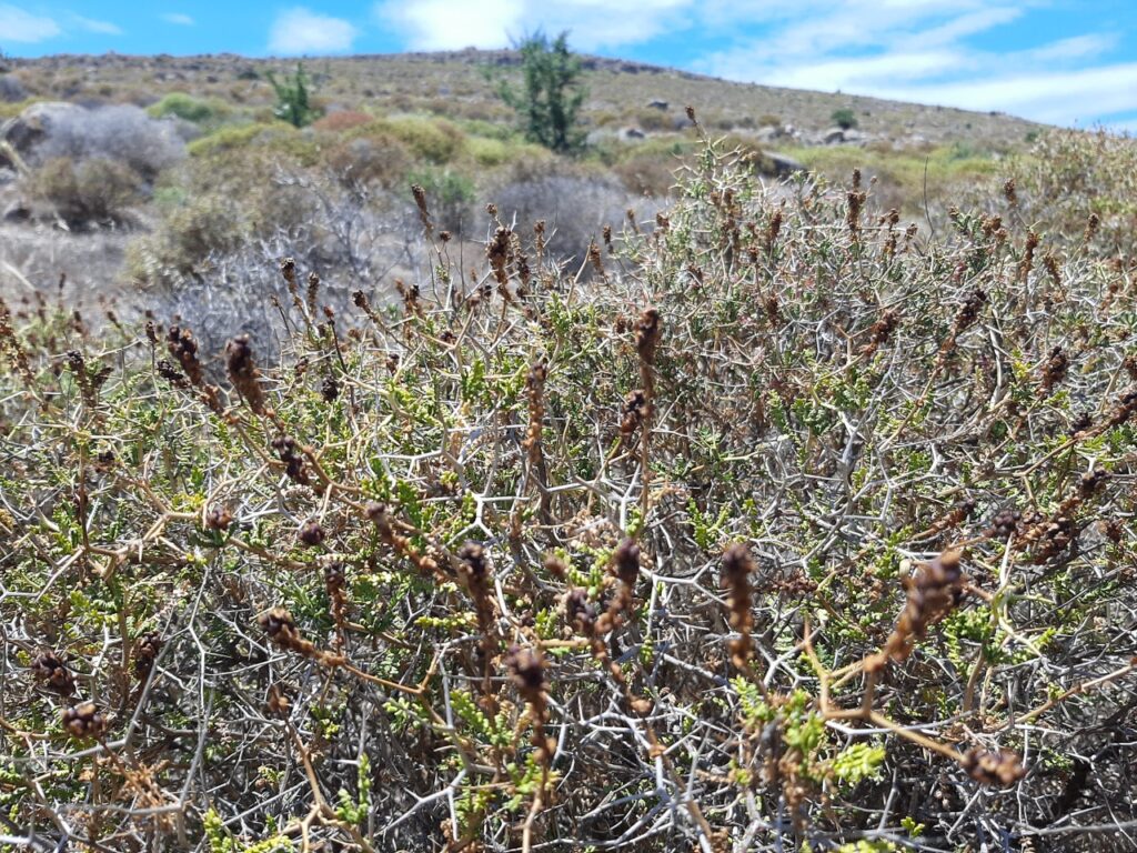 Abdestbozan (Sarcopoterium spinosum) görseli