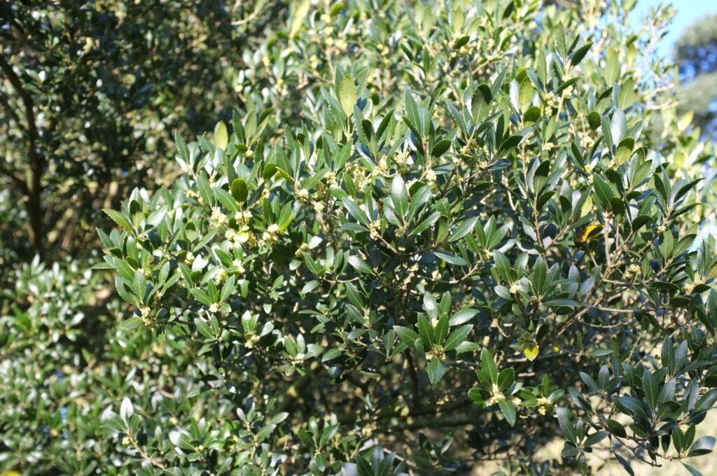 Akçakesme (Phillyrea latifolia) görseli