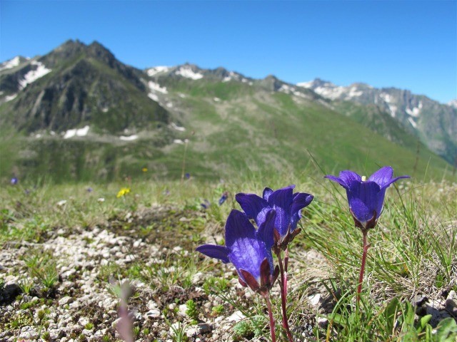 Alpine Zone Plants