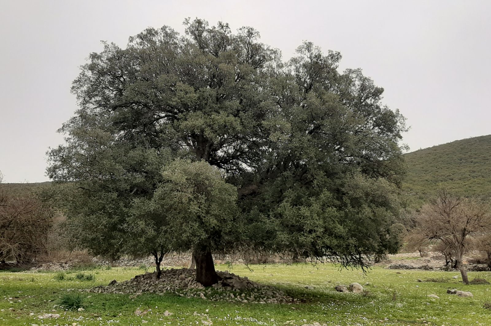 Grey Holm Oak