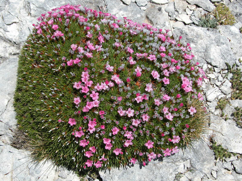 Çobanyastığı/Acantholimon lycaonicum bitkisi