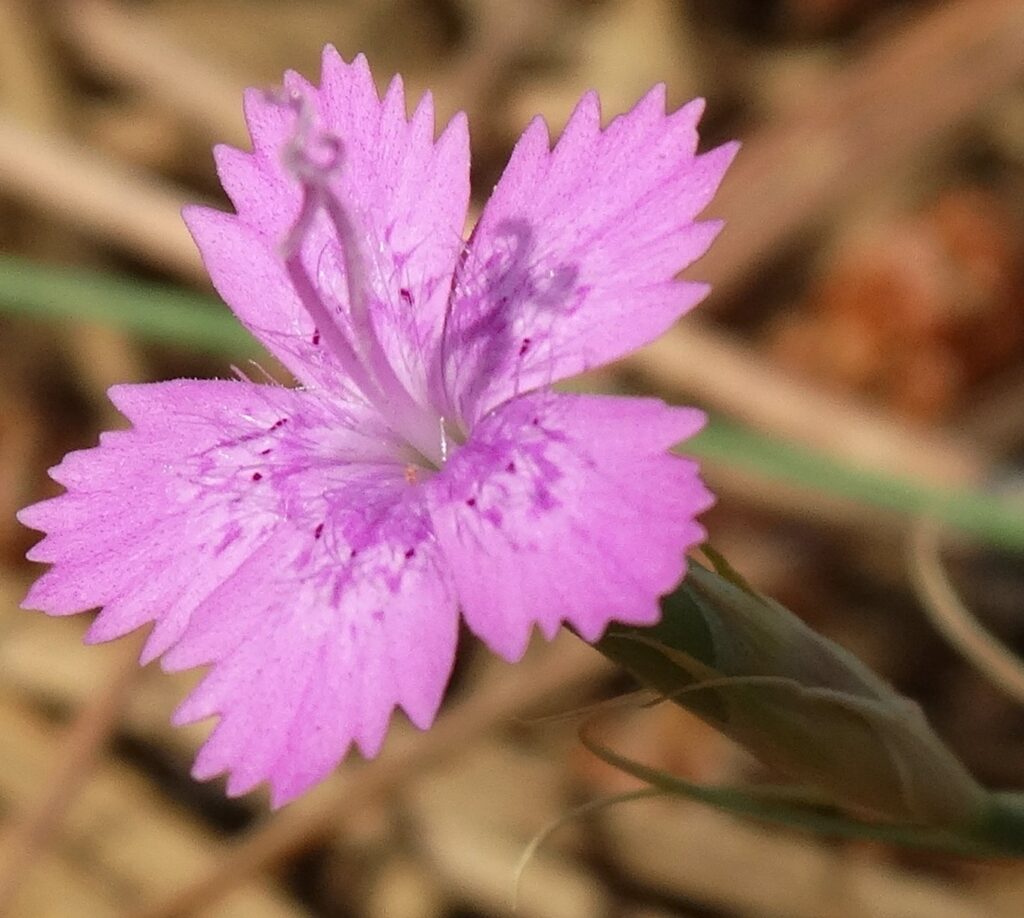 Dağ Karanfili (Dianthus sp.) görseli