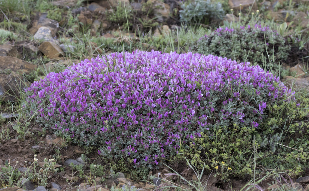 Alpin Geveni (Astragalus angustifolius) görseli
