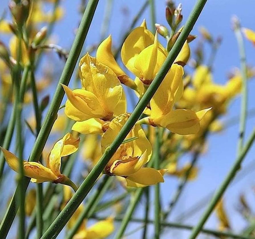 Katırtırnağı (Spartium junceum) görseli