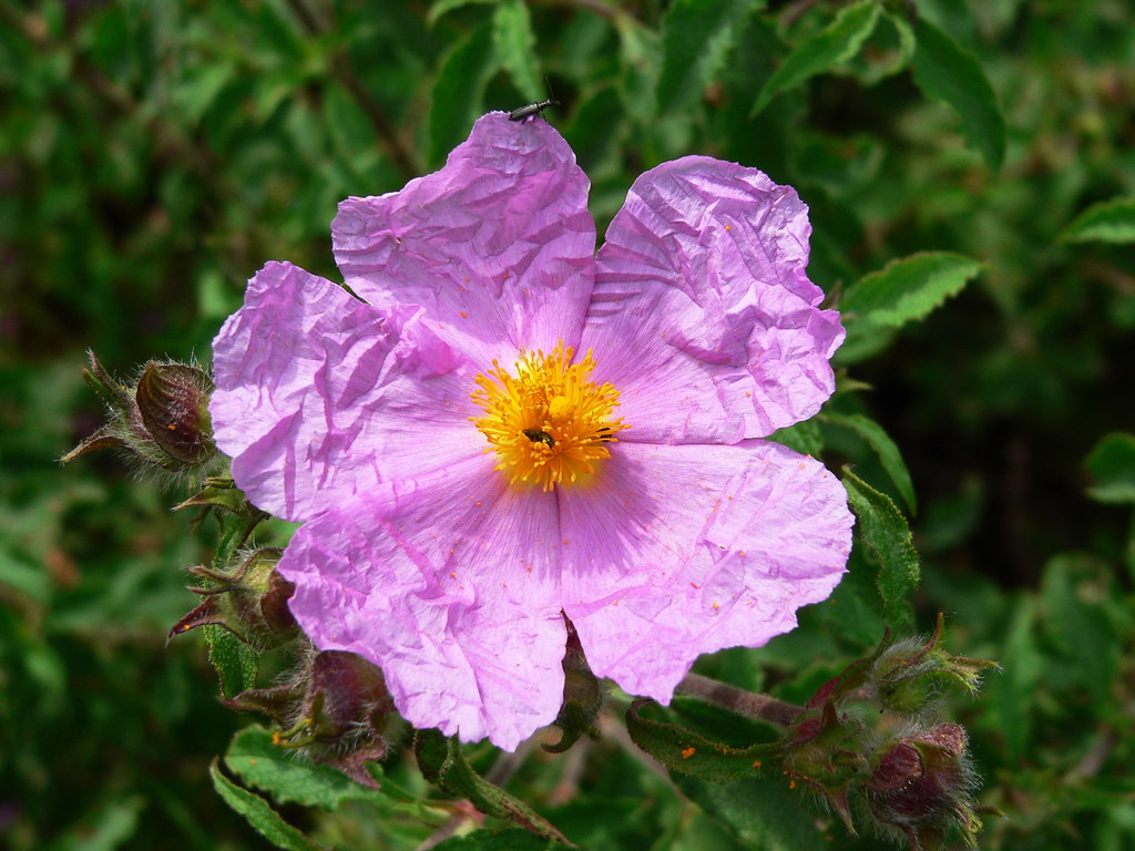 Kaya Gülü (Draba sp.) görseli