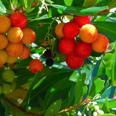 Kocayemiş (Arbutus unedo) görseli