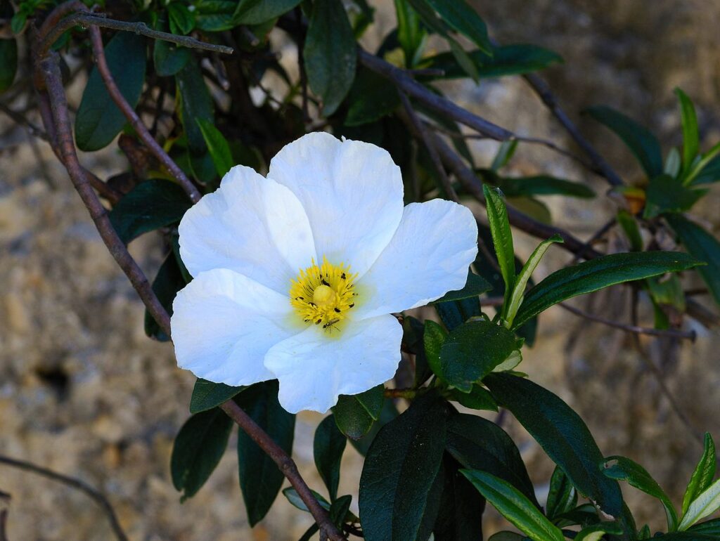 Laden (Cistus sp.) görseli