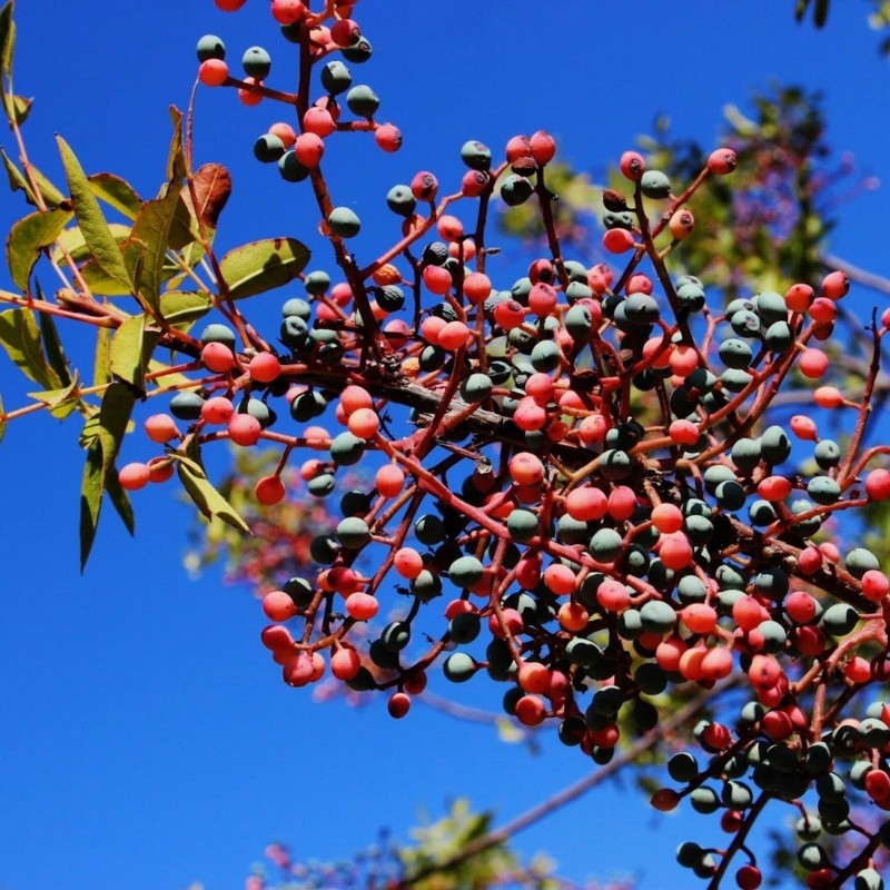 Menengiç (Pistacia terebinthus) görseli