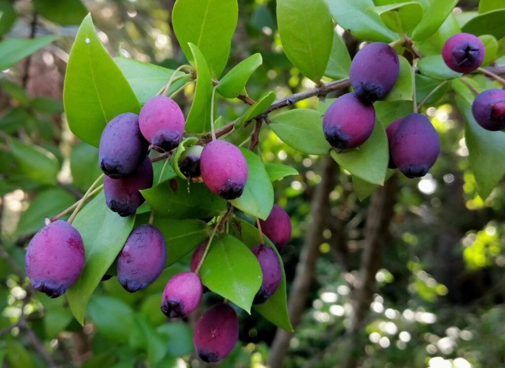Akdeniz Mersini / Murt (Myrtus communis) görseli