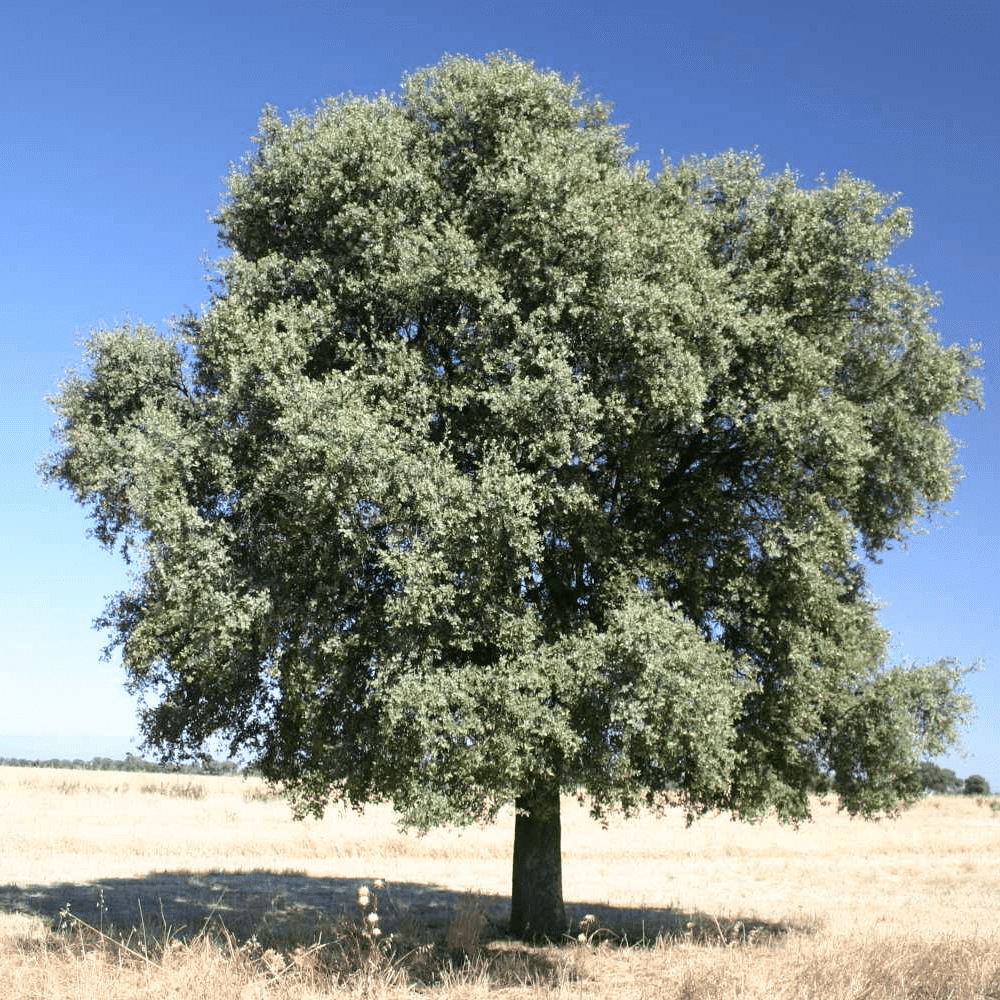 Pırnal Meşesi (Quercus ilex) görseli