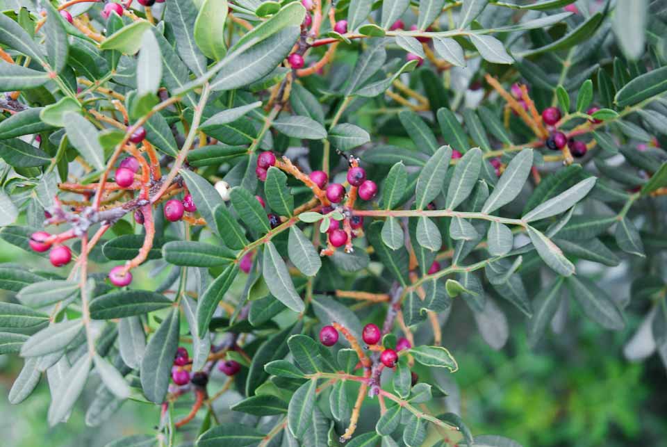 Sakız Ağacı / Mastik (Pistacia lentiscus) görseli