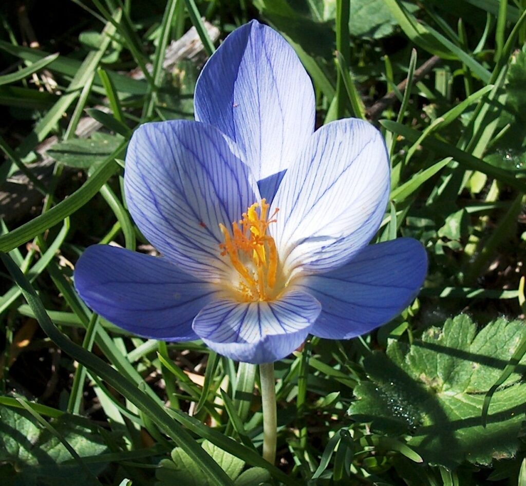 Likya Çiğdemi (Crocus sp.)