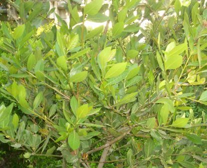 Akdeniz Defnesi (Laurus nobilis) görseli