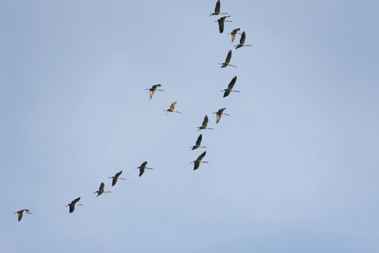 birds