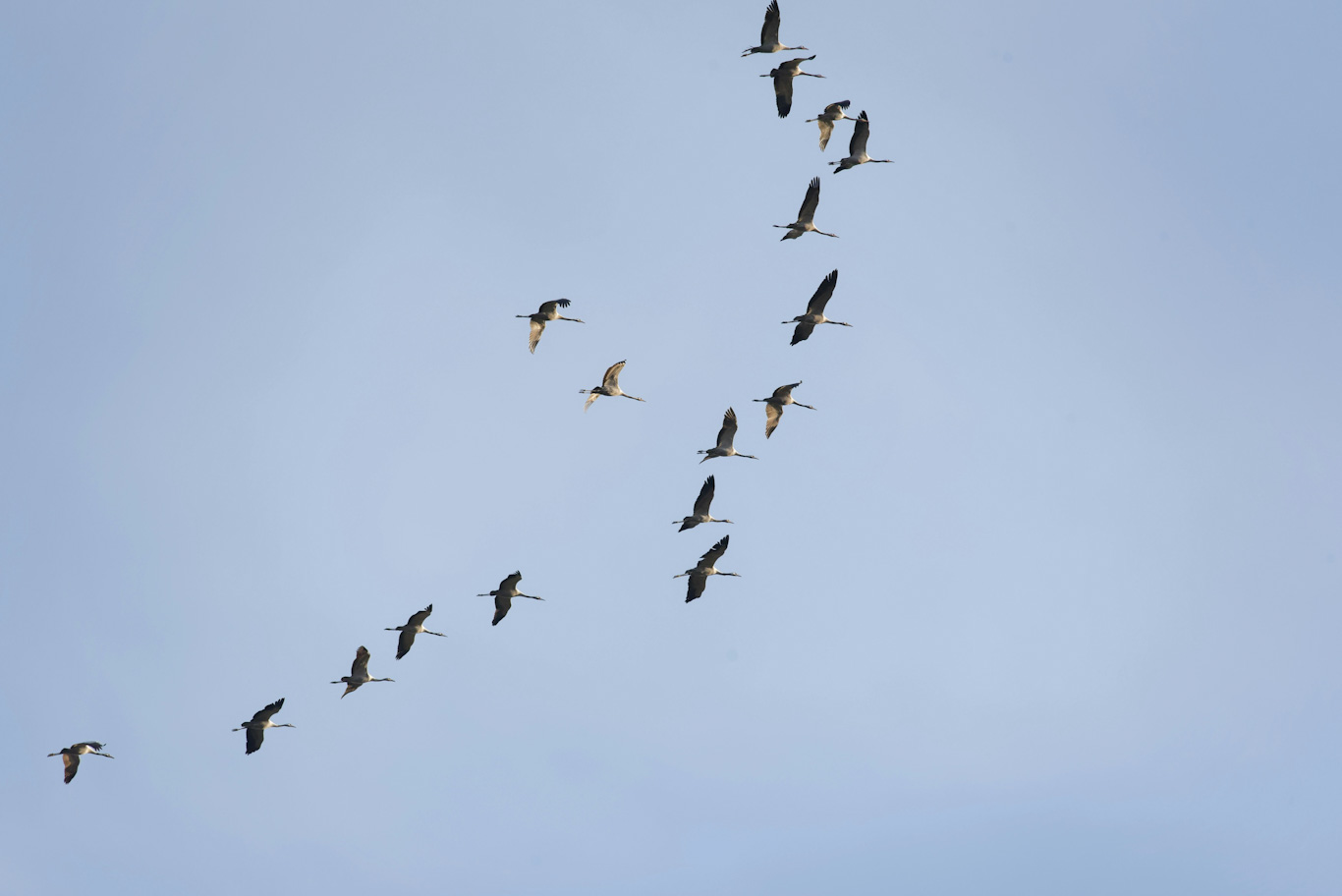 birds