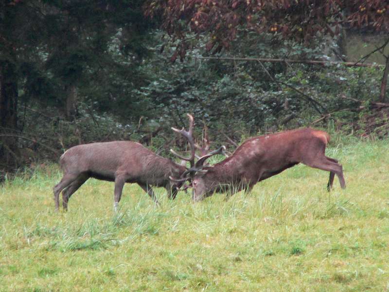 Mammals