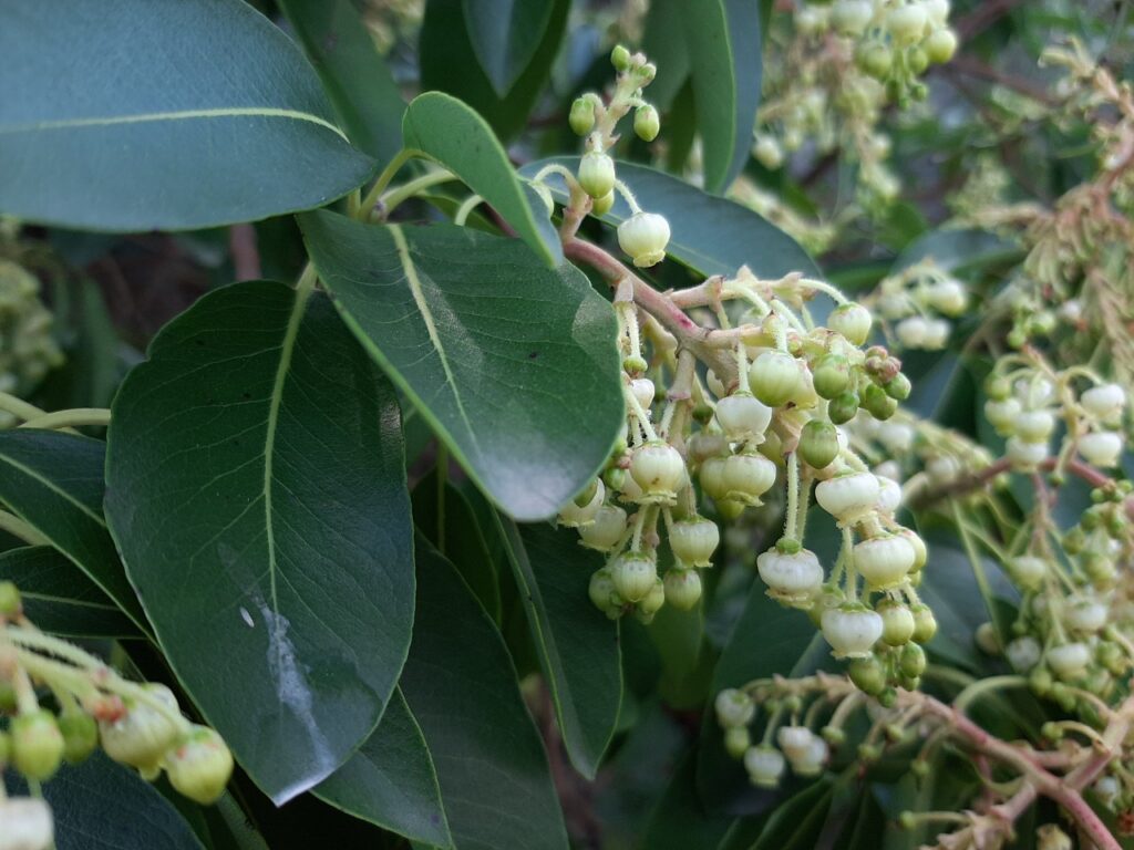 Sandal Ağacı (Arbutus andrachne) görseli