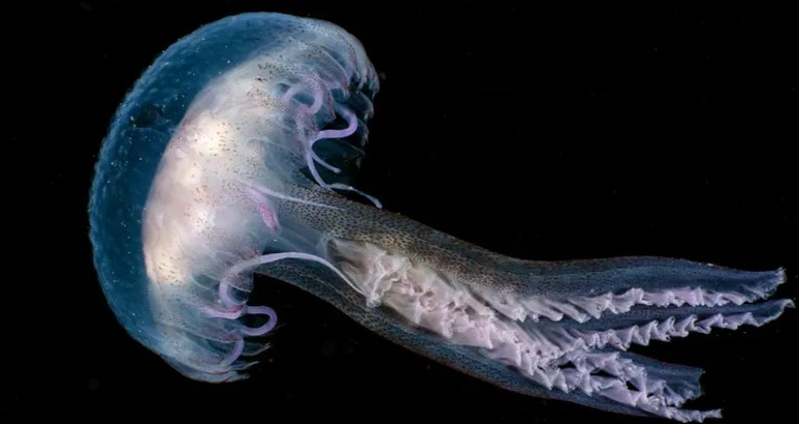 invertebrates