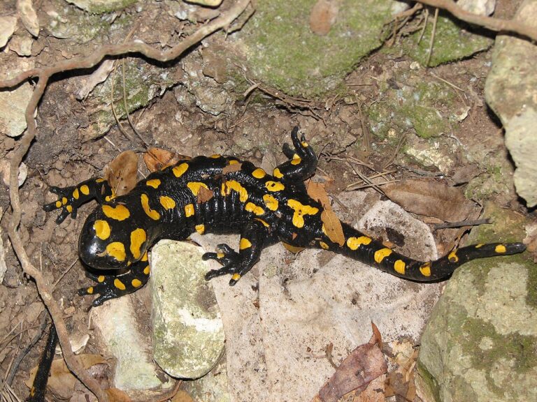 Amphibians